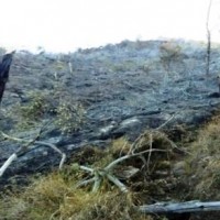 Penampakan kawasan Ciremai yang telah habis terbakar.